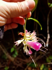 Cavendishia osaensis