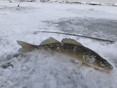Pikeperch photo 2