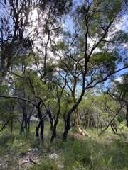 Angophora bakeri