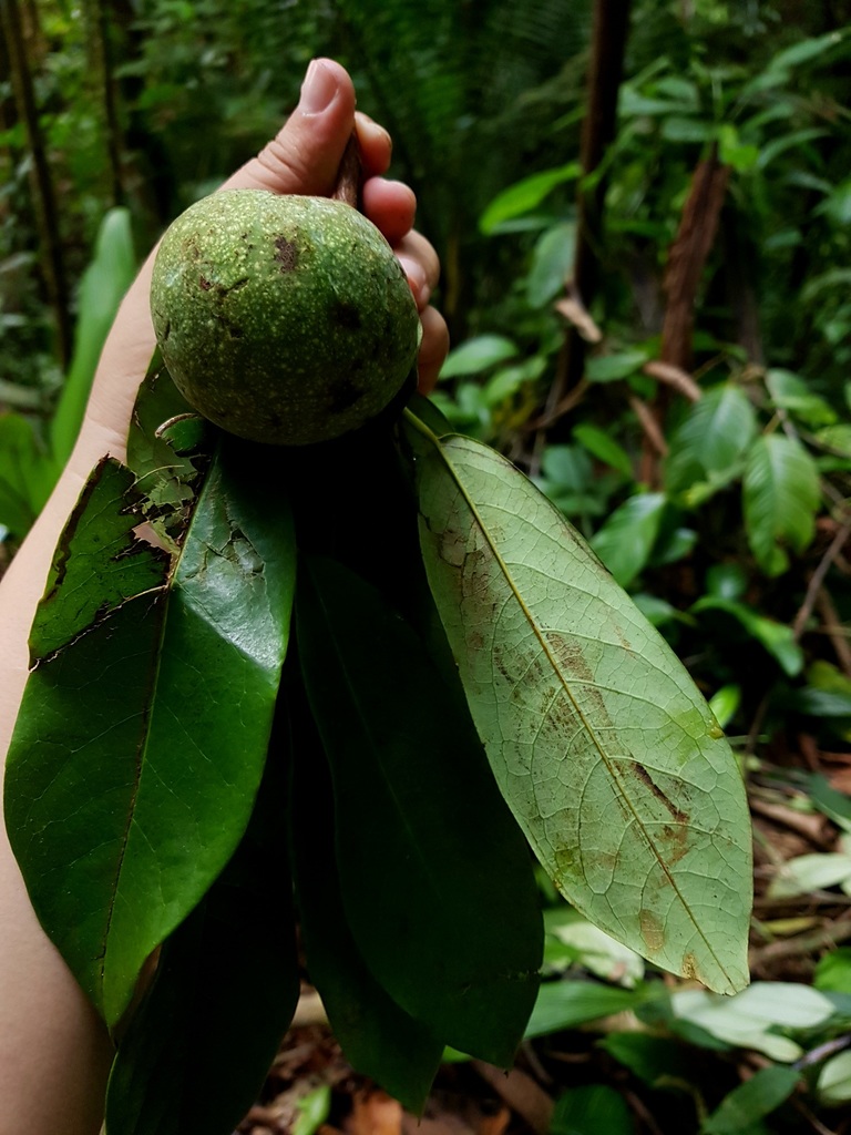 Annona amazonica