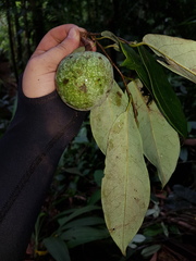 Annona amazonica