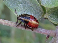 Piezodorus guildinii