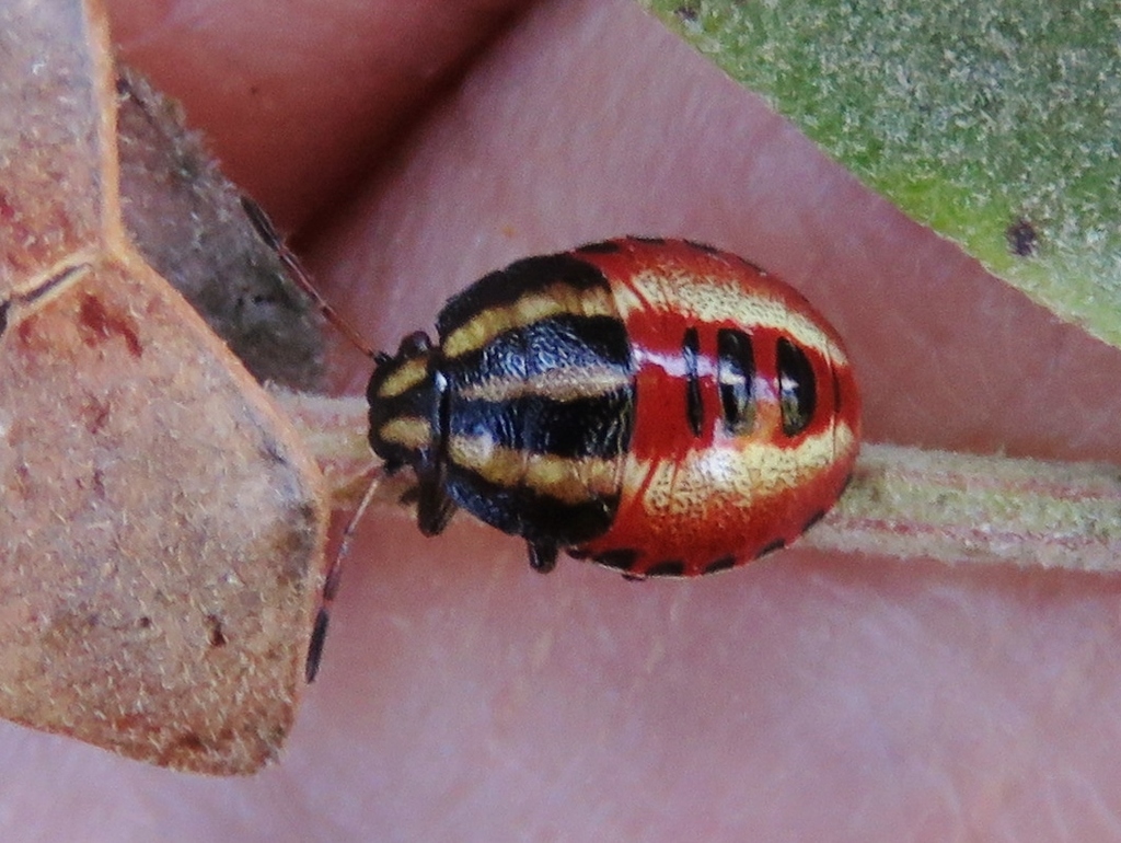 Red-banded Stink Bug