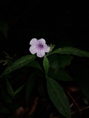 Ruellia golfodulcensis
