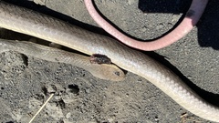 Masticophis mentovarius