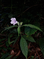 Ruellia golfodulcensis