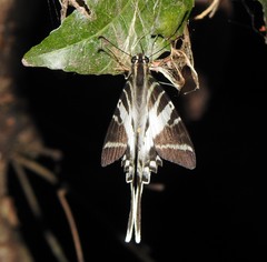 Protographium leosthenes
