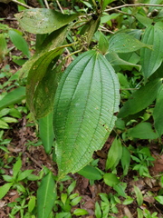 Miconia hammelii