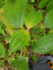 Miconia hammelii