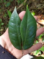 Cynometra hemitomophylla