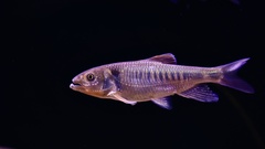 Opsariichthys