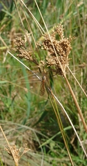 Ischnotoma