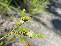 Baeckea diosmifolia