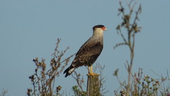 Caracara plancus