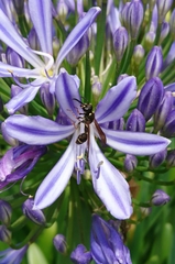 Australozethus tasmaniensis