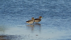 Anas flavirostris
