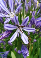 Australozethus tasmaniensis