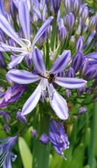 Australozethus tasmaniensis