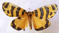 Amphicallia pactolicus