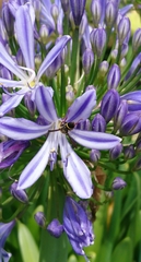 Australozethus tasmaniensis