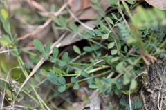 Astragalus distortus