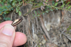 Astragalus distortus