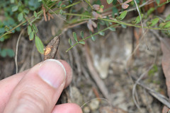 Astragalus distortus