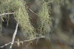 Usnea trichodea