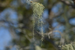 Usnea trichodea