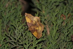 Antepione thisoaria