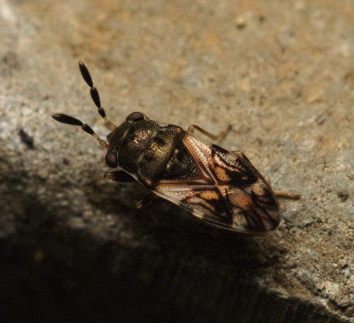 Appolonius crassus (Distant, 1906)
