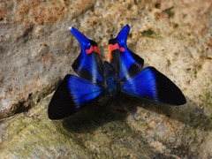 Rhetus dysonii