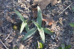 Tradescantia subacaulis