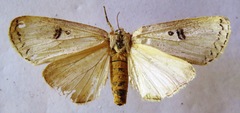Elaphrodes lactea