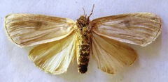 Elaphrodes lactea