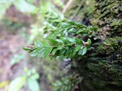 Tmesipteris lanceolata