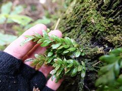 Tmesipteris lanceolata