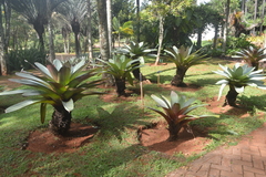 Alcantarea imperialis