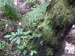 Tmesipteris lanceolata