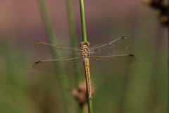 Orthetrum nitidinerve