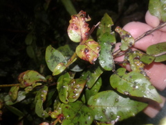 Metrosideros parkinsonii