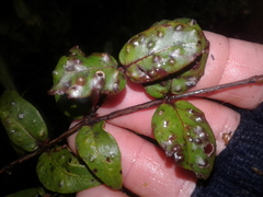 Metrosideros parkinsonii