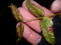 Metrosideros parkinsonii