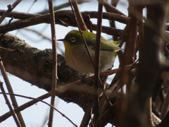 Zosterops japonicus