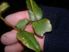 Metrosideros parkinsonii