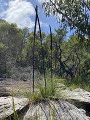 Xanthorrhoea media