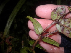 Metrosideros parkinsonii