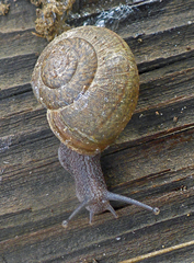 Helminthoglypta contracostae