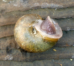 Helminthoglypta contracostae