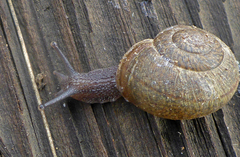 Helminthoglypta contracostae